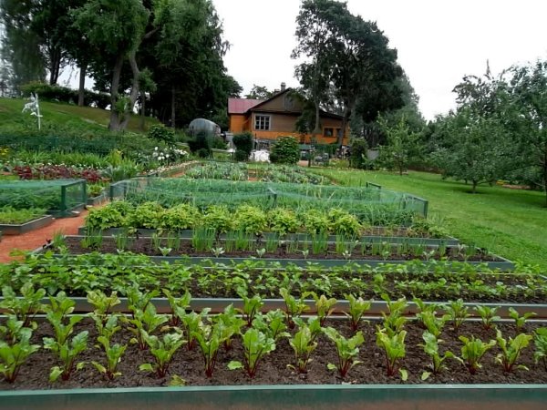 Деревенский дом с огородом