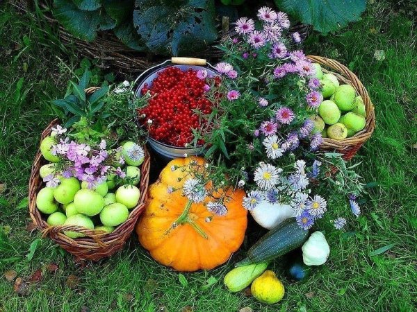 Огород для детей