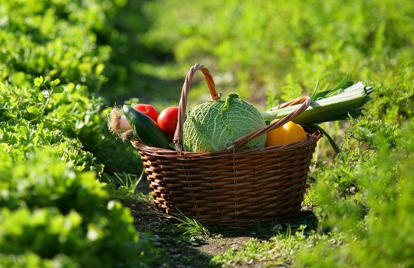 Детский огород