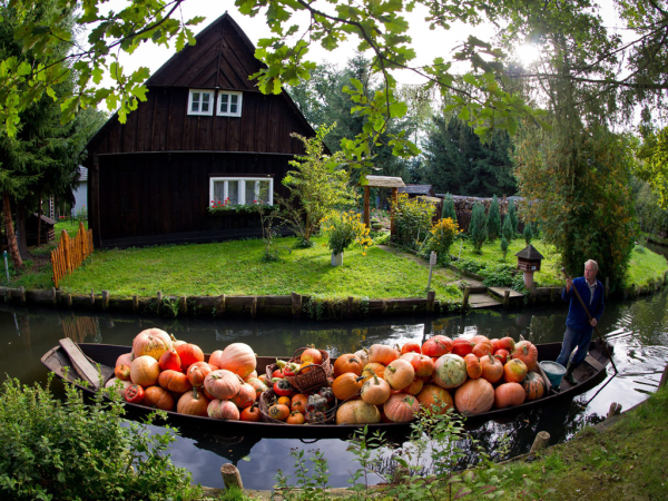 Огород обычный