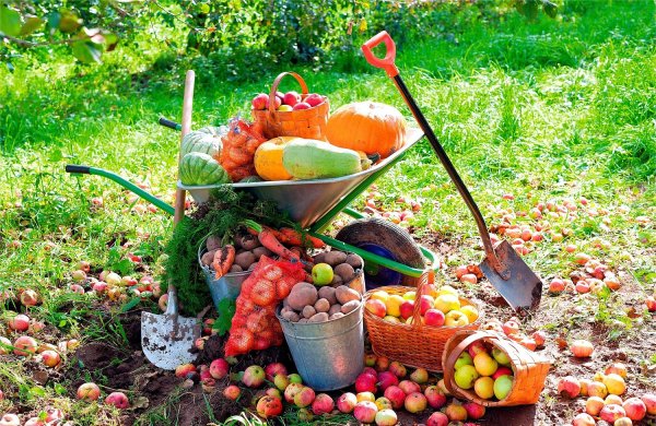 Овощи и зелень в огороде