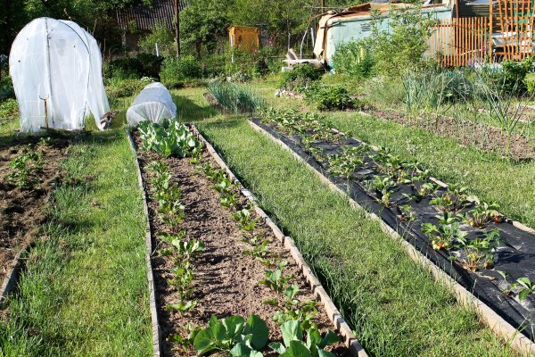 Урожай с огорода