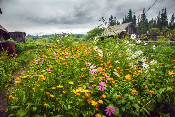 Сбор урожая