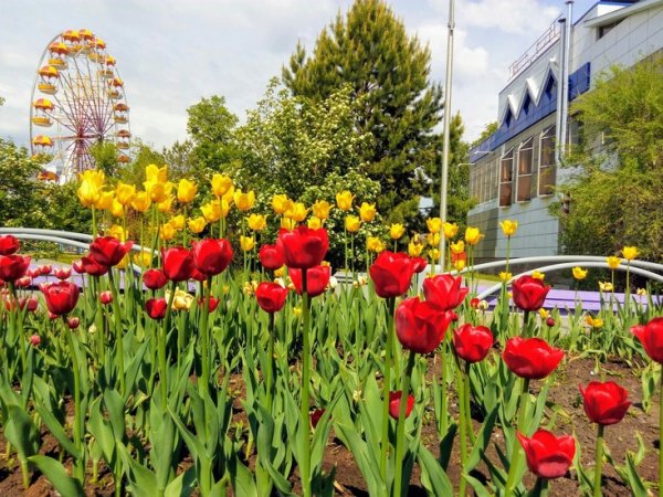 Красивая Тюмень летом