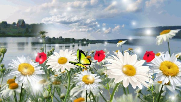 Футаж природа