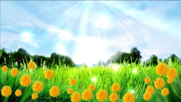 Фон одуванчики