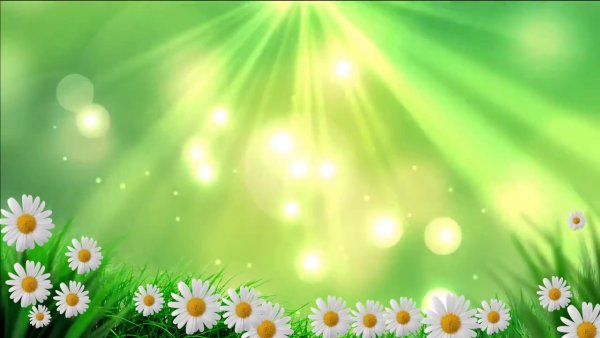 Красивый фон с ромашками