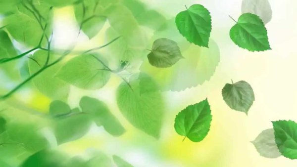 Звуки природы для видеомонтажа