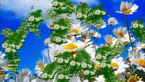 Видеофон для видеомонтажа полевые цветы