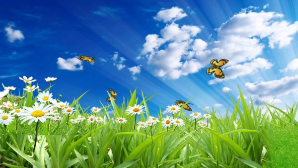 Футажи летние