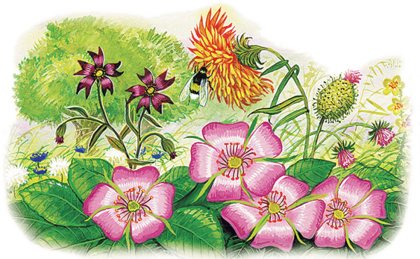 Рассказ "лето" к. д. Ушинский