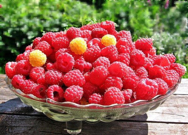 Угощает малиной