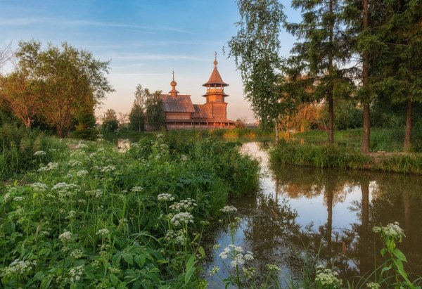 Берёзы России на фоне храма на Нерли