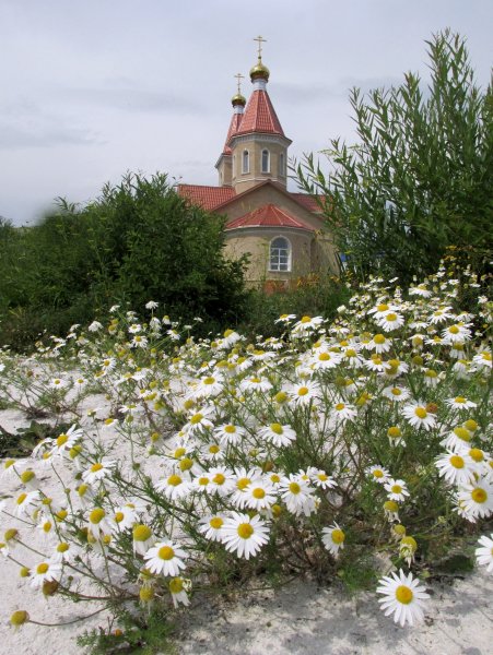 Полевые цветы и храм