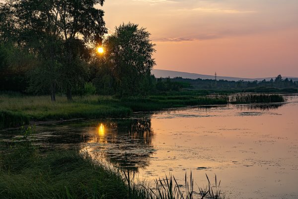 Цветы у реки на рассвете