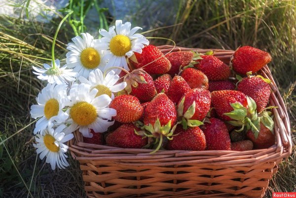 Доброго лета