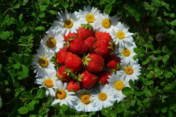 Клубника и ромашки