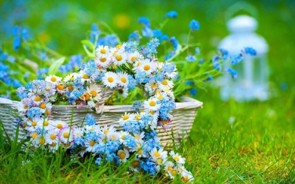 Ромашки и незабудки