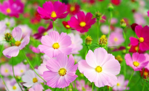 Космея цветы разноцветные цветок