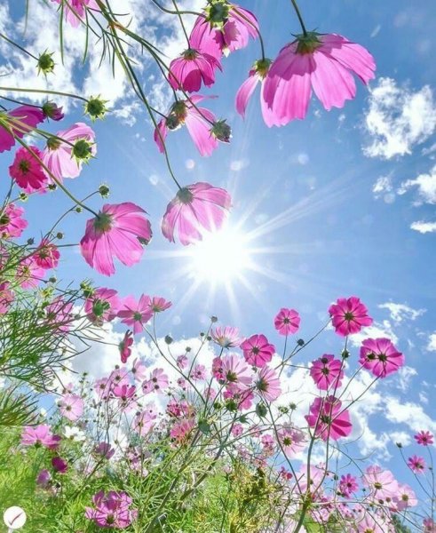 Весна солнце цветы