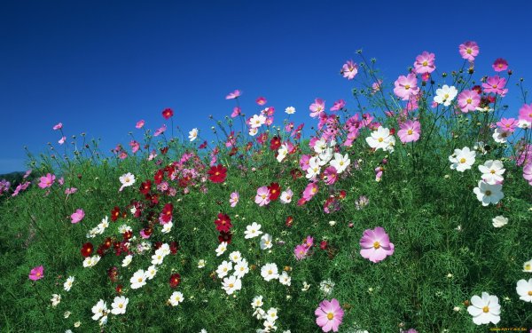 Космея поле Южная Корея