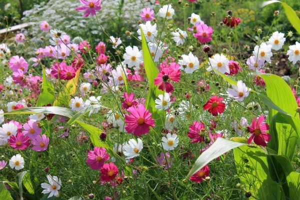 Летние цветы космея