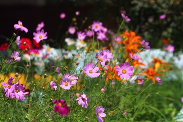 Поле цветов