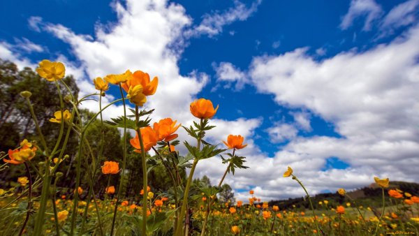 Космея ярко красная