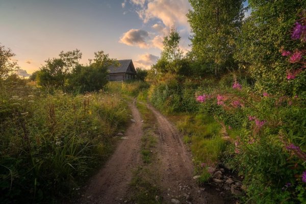 Природа в деревне летом