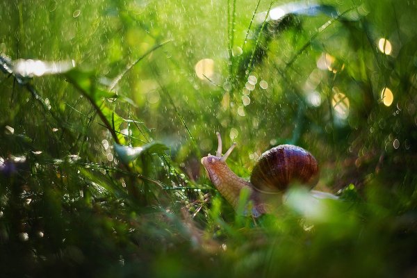 Летний дождь