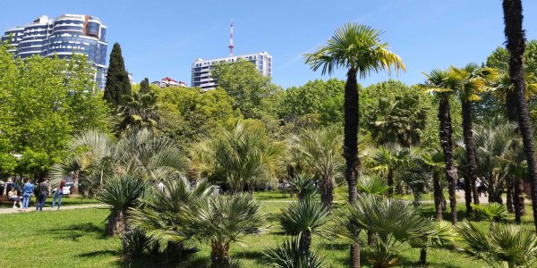 Морпорт Сочи пальмы