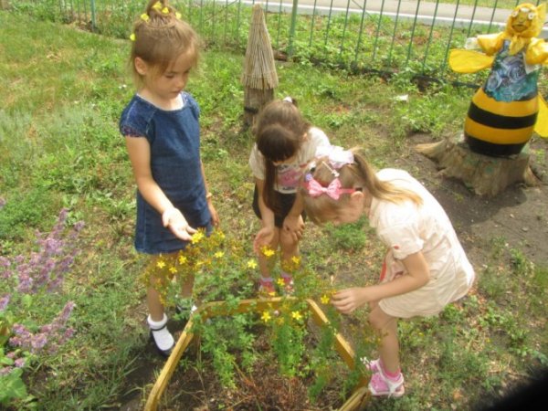 Наблюдение за одуванчиком в средней группе