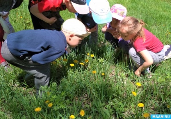 Наблюдение дошкольники природа