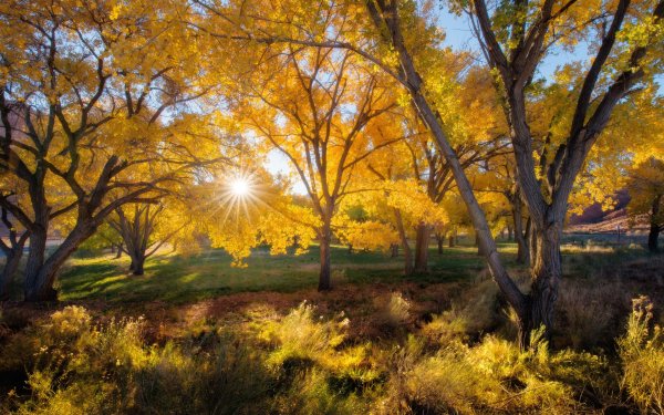 Четыре сезона года