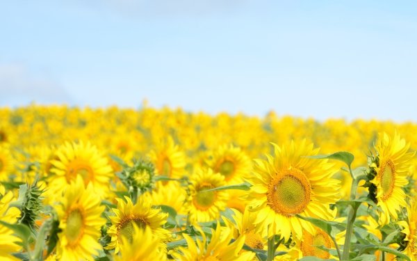 Природа Подсолнухи