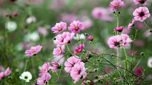 Космея Злата