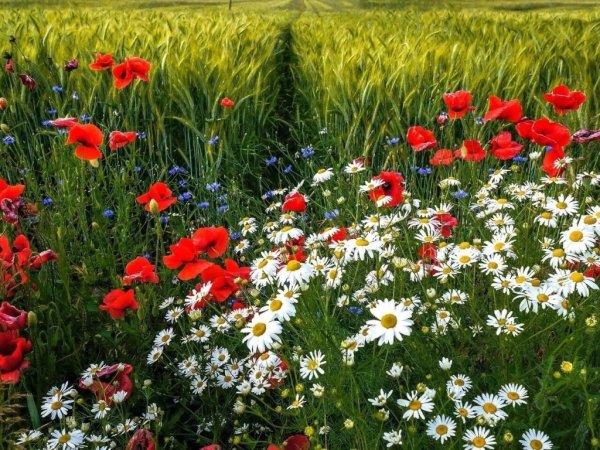 Летние ягоды