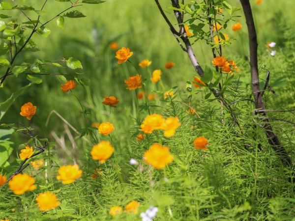 Яркие луговые цветы