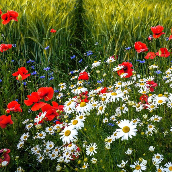 Поляна с цветами