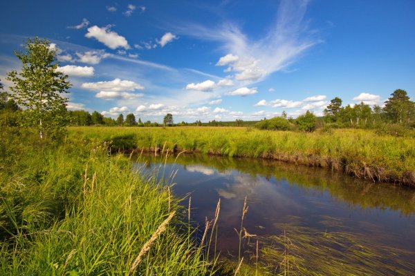 Русалка в пруду