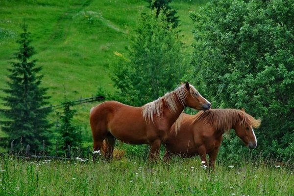 Красивые лошади на природе