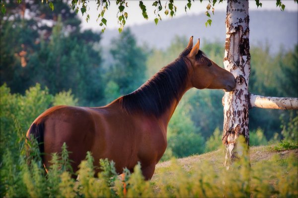Лошади на природе