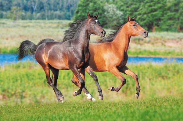 Лошадь бежит