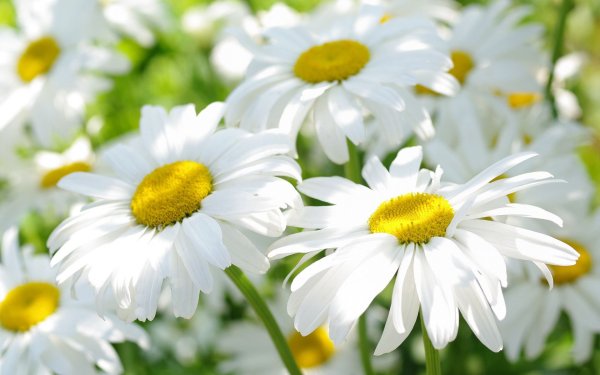 Ромашки высокого разрешения