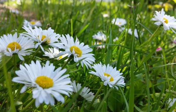 Поле ромашек