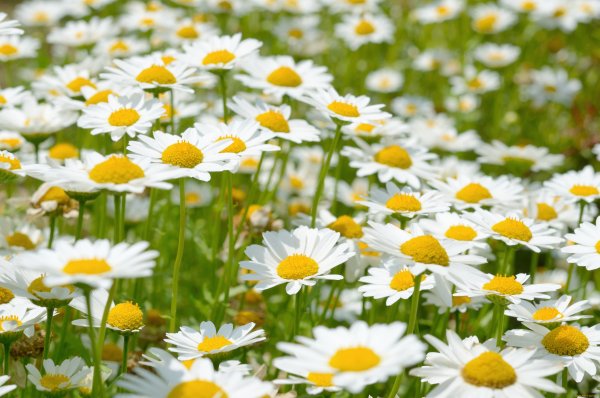 Букет "Ромашковое поле"