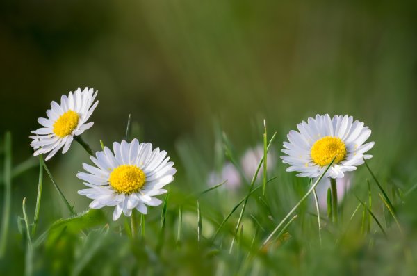 Ромашка трава