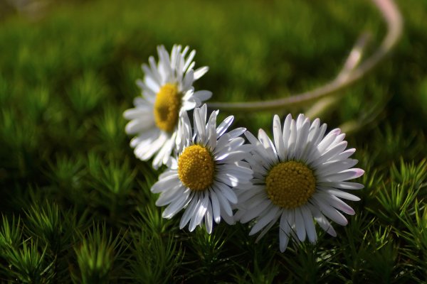 Ромашки на рабочий стол