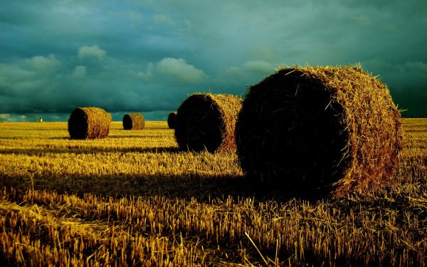 Позднее лето