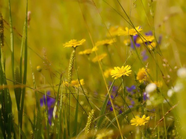 Позднее лето на рабочий стол